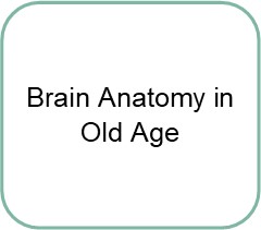 brain anatomy in old age